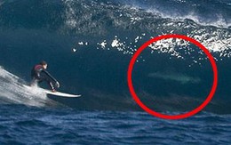 Lướt sóng cùng... cá mập trắng